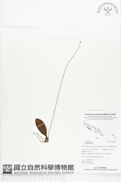 登錄號:BS01851藏品圖，第1張