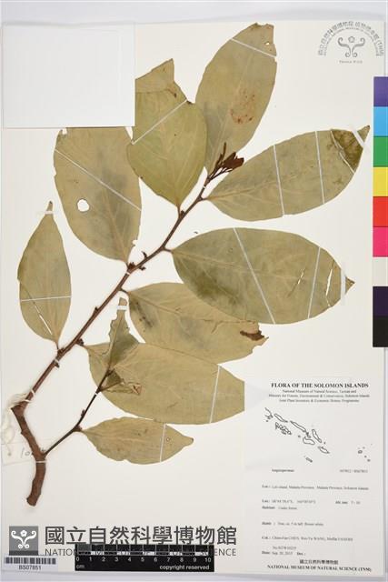 登錄號:BS07851藏品圖，第1張