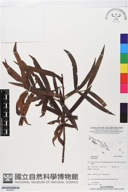 登錄號:BG00051藏品圖，第1張