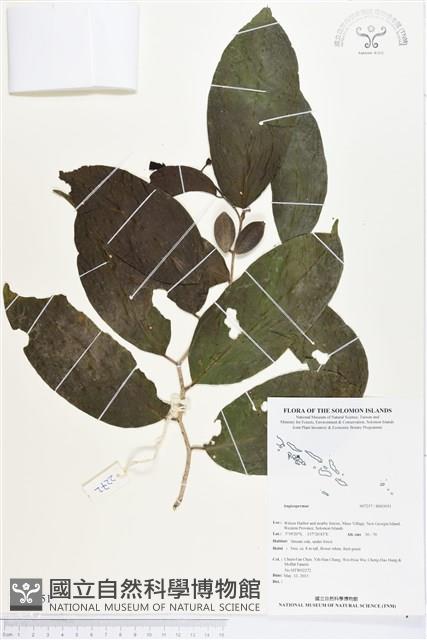 登錄號:BS03051藏品圖，第1張