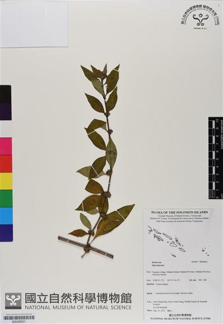 登錄號:BS06651藏品圖，第1張