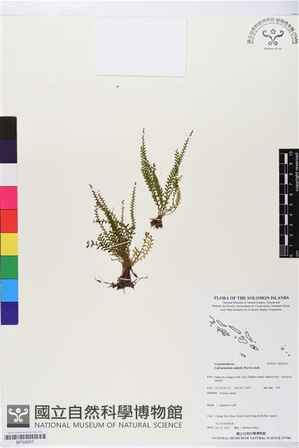 登錄號:BP02651藏品圖，第1張