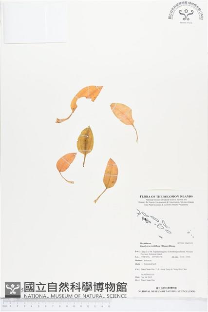 綠花斑葉蘭、鳥喙斑葉蘭藏品圖，第1張