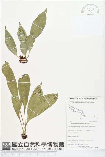 登錄號:BP01151藏品圖，第1張