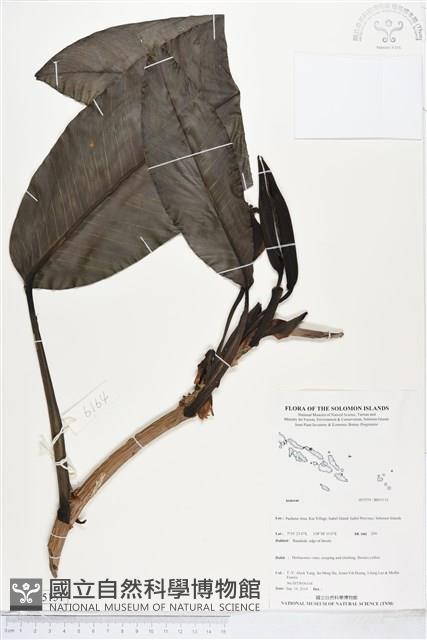 登錄號:BS05151藏品圖，第1張