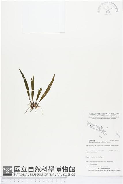 登錄號:BS04151藏品圖，第1張