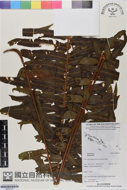 登錄號:BP03151藏品圖，第1張