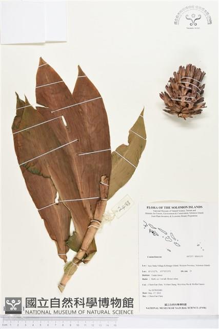 登錄號:BS03151藏品圖，第1張