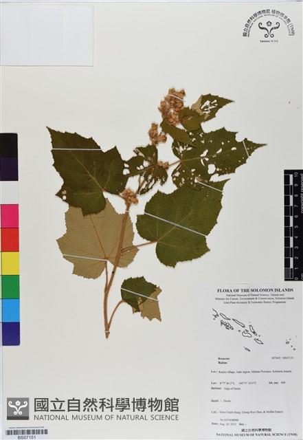 登錄號:BS07151藏品圖，第1張