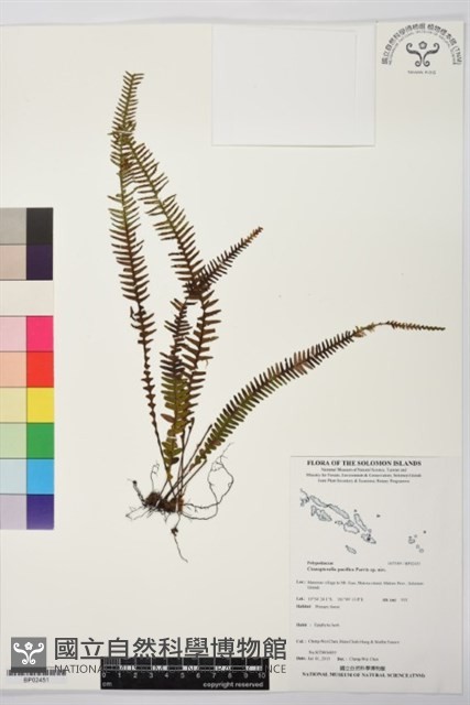 登錄號:BP02451藏品圖，第1張
