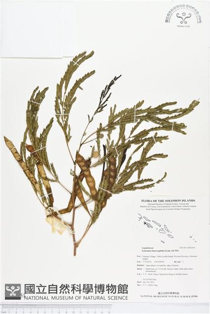 銀合歡藏品圖，第1張