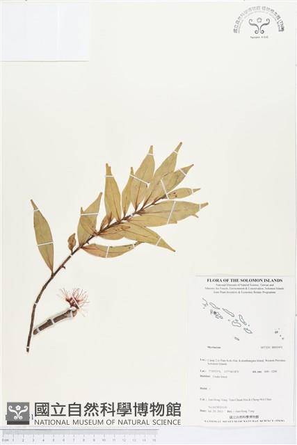 登錄號:BS03451藏品圖，第1張