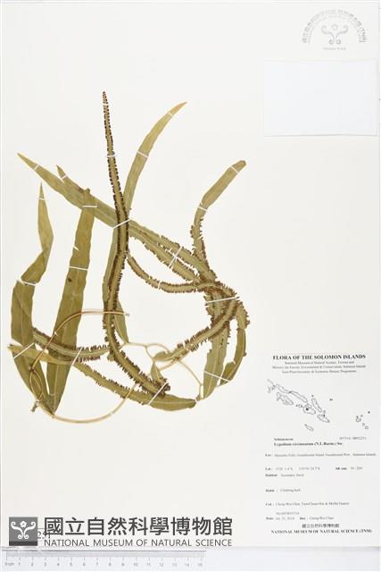 登錄號:BP02251藏品圖，第1張