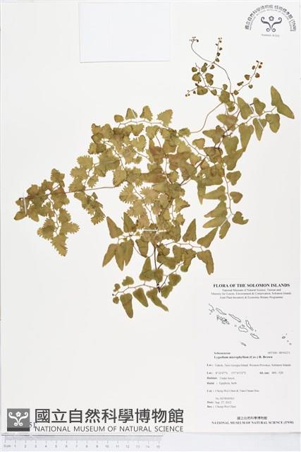 小葉海金沙藏品圖，第1張