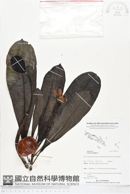 海檬果藏品圖，第1張