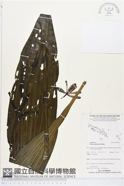 登錄號:BS04251藏品圖，第1張