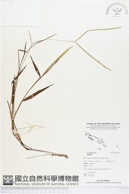 登錄號:BS03251藏品圖，第1張