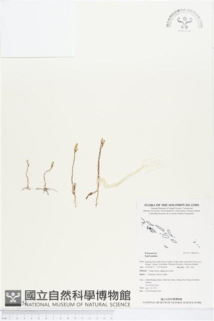 登錄號:BS02751藏品圖，第1張