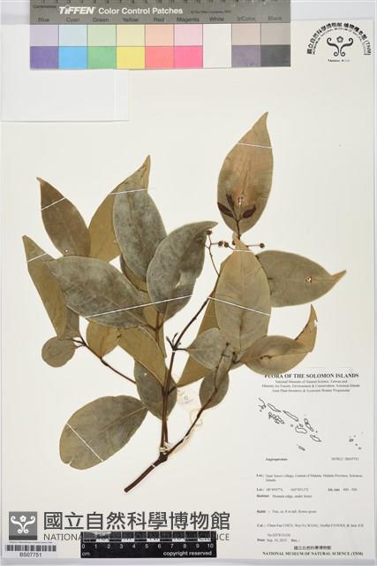 登錄號:BS07751藏品圖，第1張