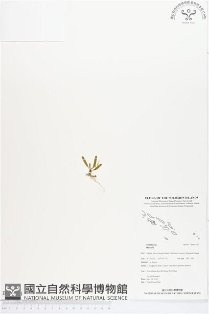 登錄號:BS01551藏品圖，第1張