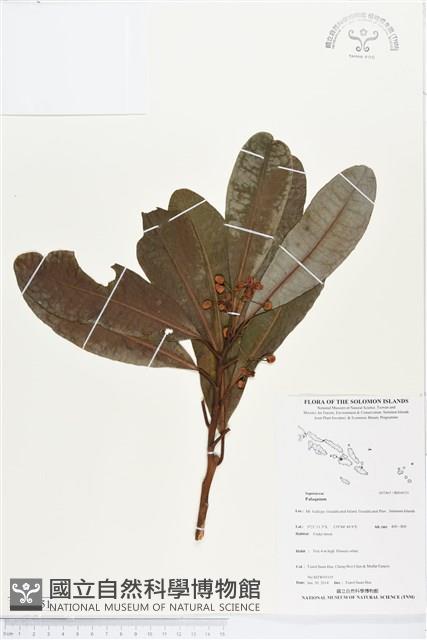 登錄號:BS04551藏品圖，第1張