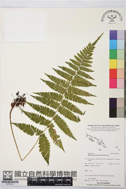 假蹄蓋蕨、東洋蹄蓋蕨藏品圖，第1張