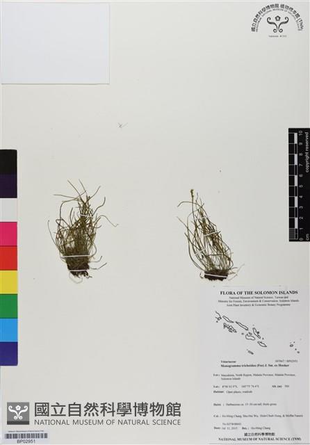 一條線蕨藏品圖，第1張