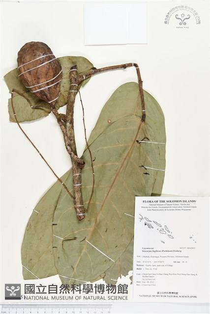 登錄號:BS02951藏品圖，第1張