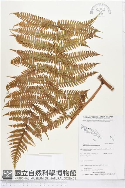 黃腺羽蕨藏品圖，第1張