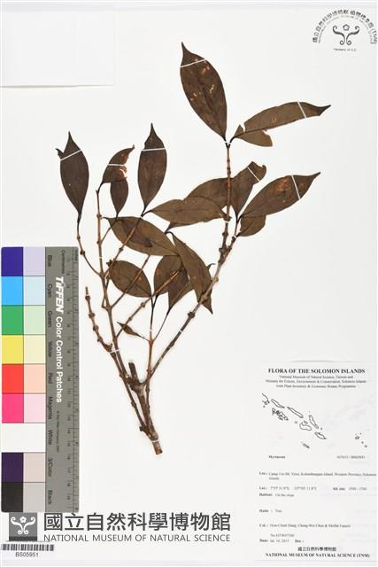 登錄號:BS05951藏品圖，第1張