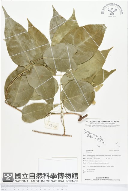 登錄號:BS02351藏品圖，第1張