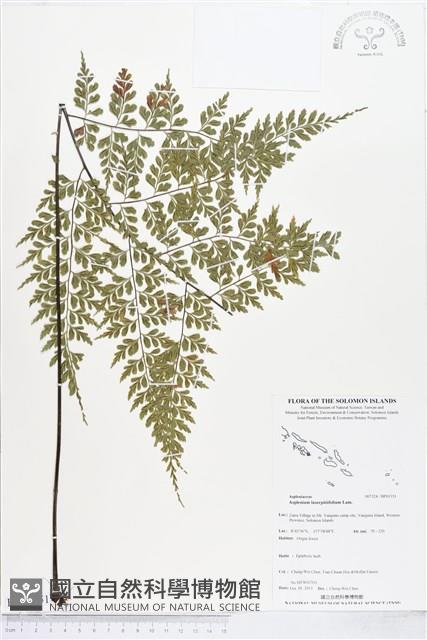 大羽鐵角蕨藏品圖，第1張