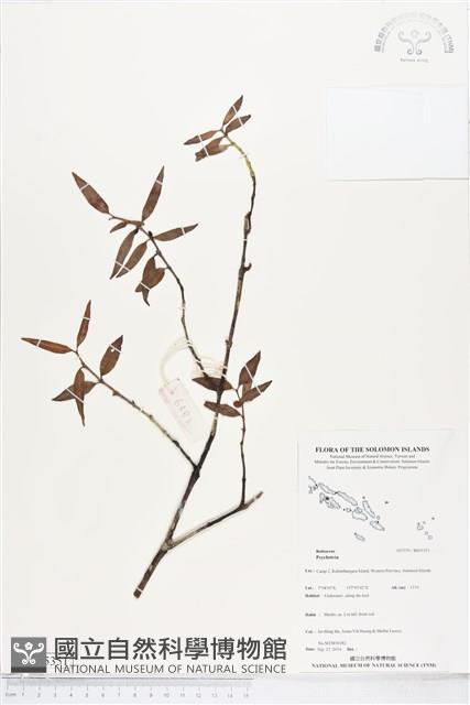 登錄號:BS05351藏品圖，第1張