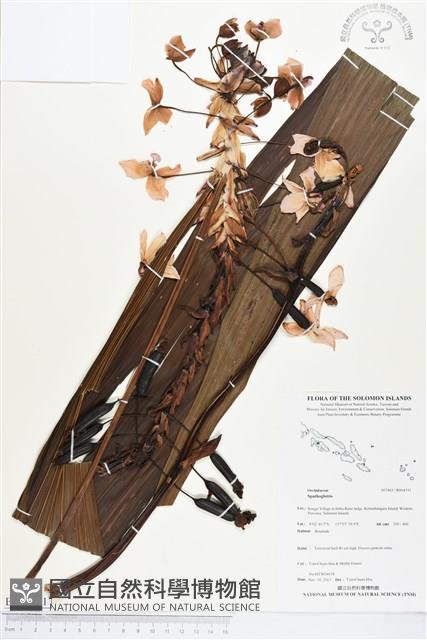 登錄號:BS04351藏品圖，第1張