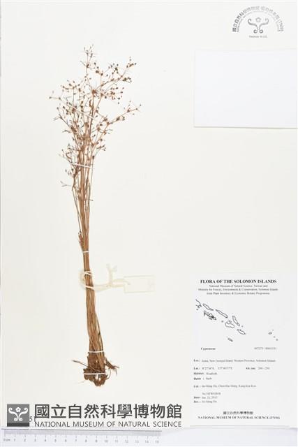 登錄號:BS03351藏品圖，第1張