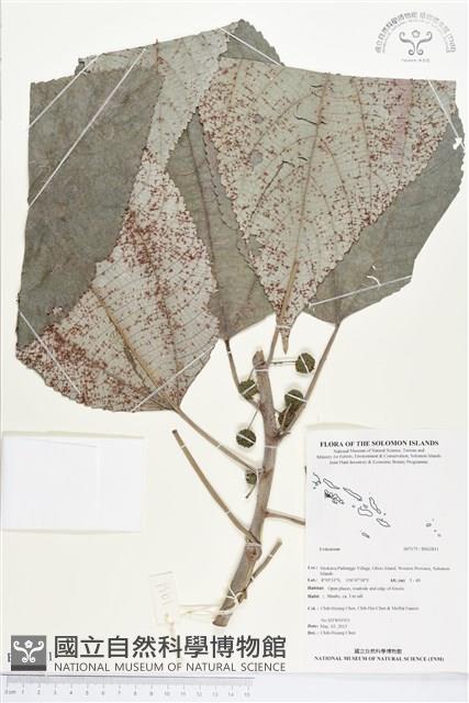 登錄號:BS02811藏品圖，第1張