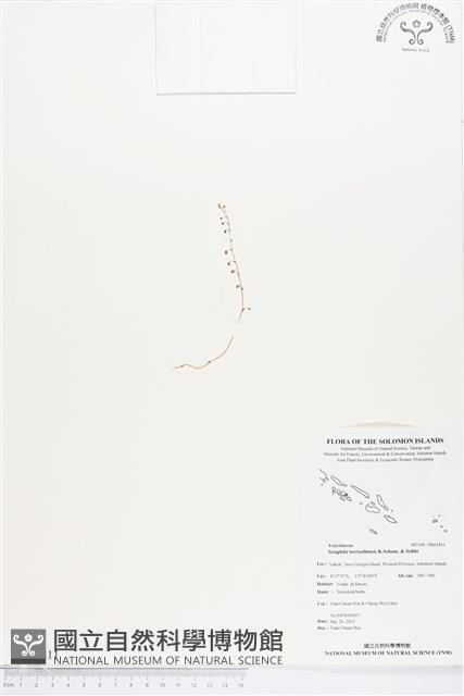 登錄號:BS01811藏品圖，第1張