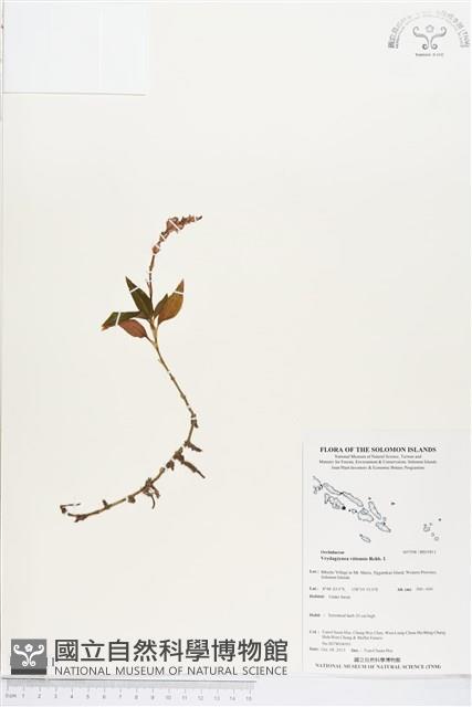 登錄號:BS03811藏品圖，第1張