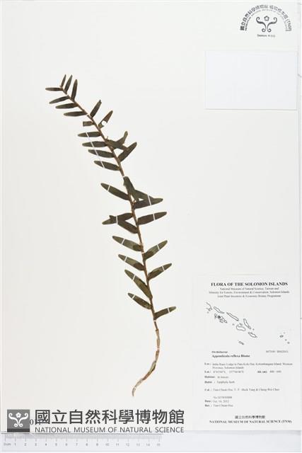 台灣竹葉蘭藏品圖，第1張