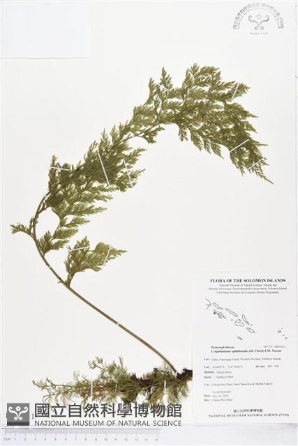 登錄號:BP01011藏品圖，第1張