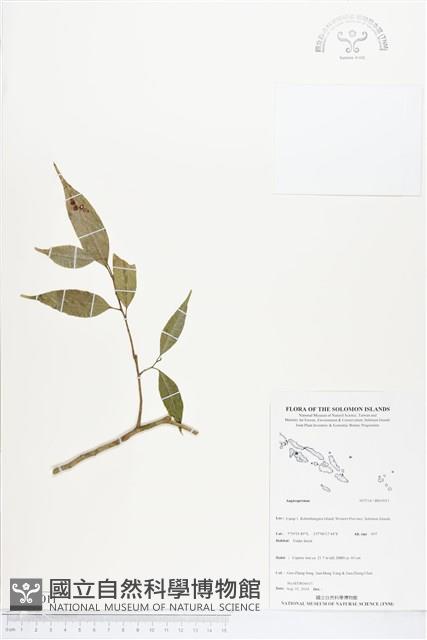 登錄號:BS05011藏品圖，第1張