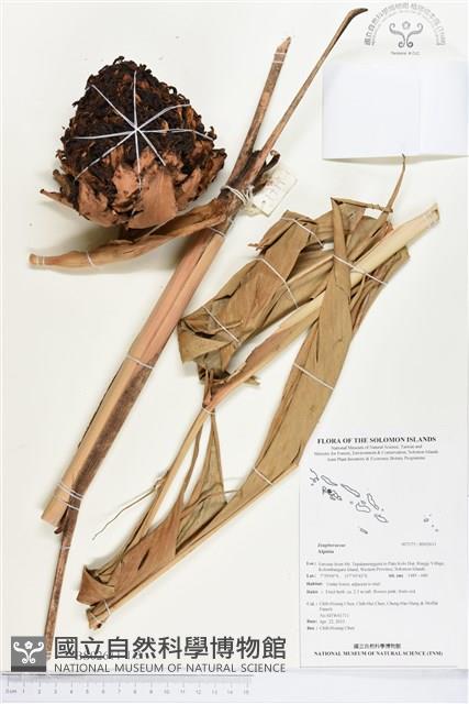 登錄號:BS02611藏品圖，第1張