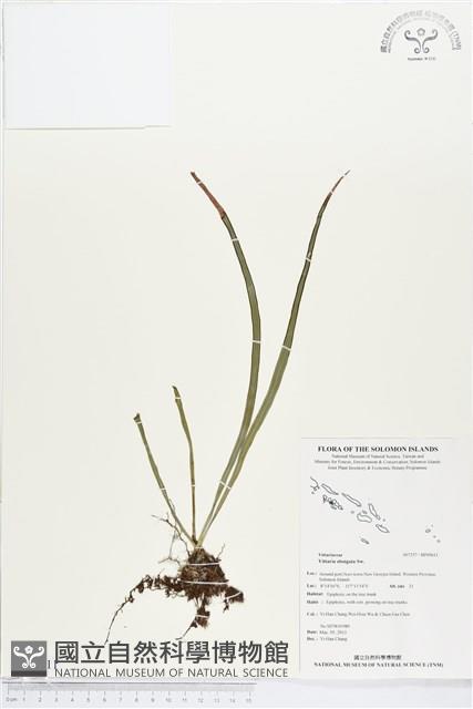 唇邊書帶蕨藏品圖，第1張