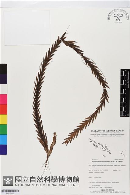 登錄號:BS05611藏品圖，第1張