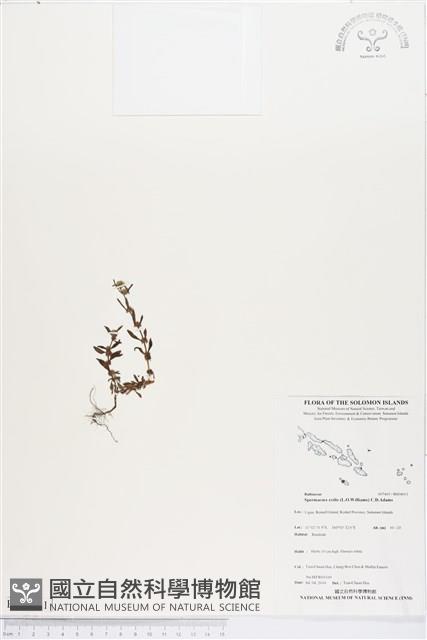 蔓鴨舌?舅藏品圖，第1張