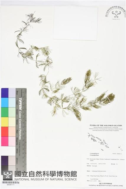 登錄號:BS06111藏品圖，第1張