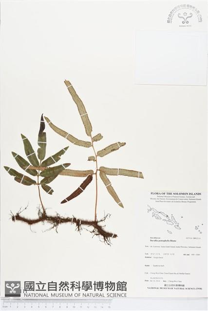 登錄號:BP02111藏品圖，第1張