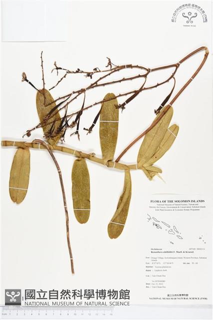 登錄號:BS02111藏品圖，第1張