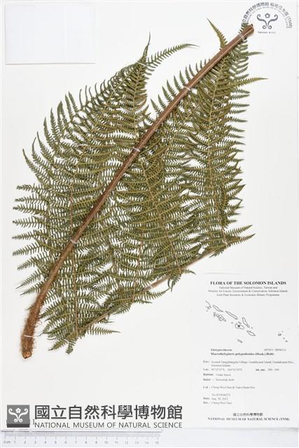 桫欏大金星蕨藏品圖，第1張