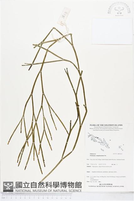 垂枝松葉蕨藏品圖，第1張